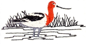 Avocet