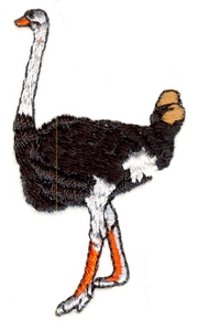 Ostrich - smaller