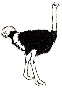 Ostrich - larger