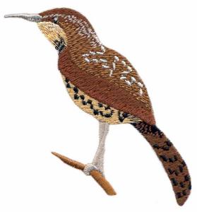 Cactus Wren