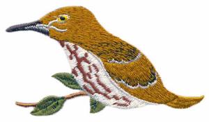 Brown Thrasher
