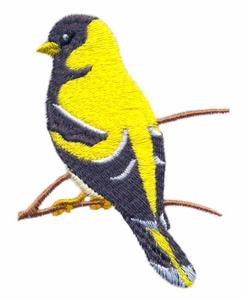 Eastern Goldfinch