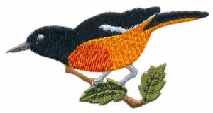 Baltimore Oriole