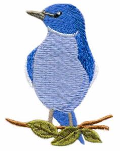 Mountain Bluebird