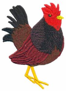 Rhode Island Red