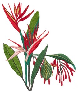Large Birds of Paradise #2