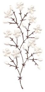 Baby's Breath Single