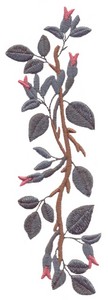 Antique Roses Border