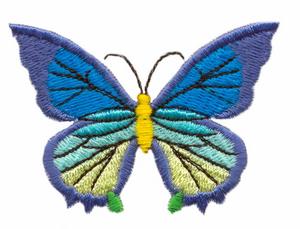 Exotic Butterfly