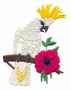 Cockatoo