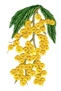 Golden Wattle Australian Flower