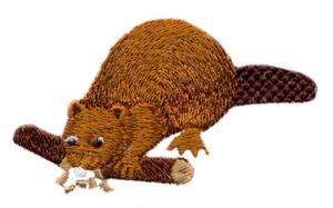 Beaver Chomping on Log