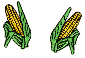 Husked Corn Cobs