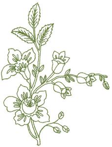 Blooms and Buds