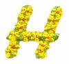 Daisychain Alphabet Letter H