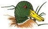 Mallard profile
