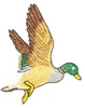 Descending duck in flight