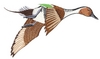 Flying Duck