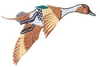 Pin Tail Duck
