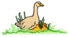 Duck and chicks