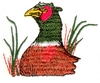Pheasant head