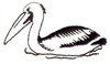 Swimming Pelican