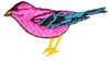 Little Bird