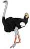 Ostrich