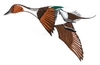 Pin Tail Duck