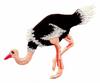 Ostrich
