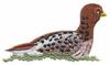 Willow Ptarmigan