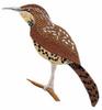 Cactus Wren