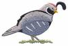 California Valley Quail