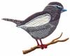 Lark Bunting