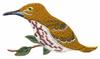 Brown Thrasher