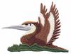 Eastern Brown Pelican