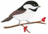 Chickadee