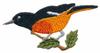 Baltimore Oriole