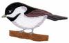 Chickadee