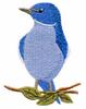 Mountain Bluebird