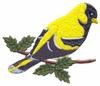 Eastern Goldfinch
