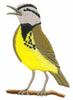 Western Meadowlark