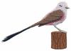 Scissor-Tailed Flycatcher