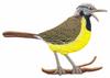 Western Meadowlark