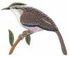 Great Carolina Wren