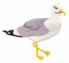California Seagull