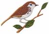 Hermit Thrush