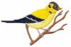 Willow Goldfinch