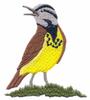 Western Meadowlark