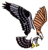 Diving Osprey